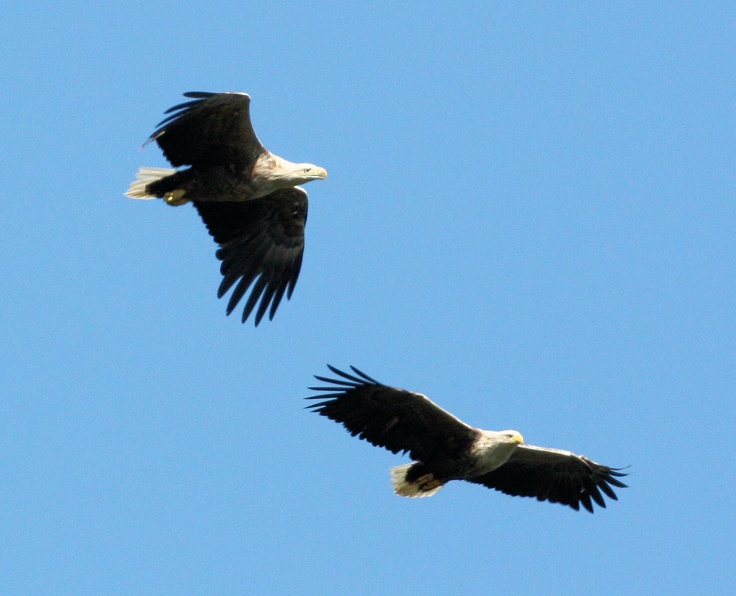 Tours to see Mull's golden eagles will begin on Monday
