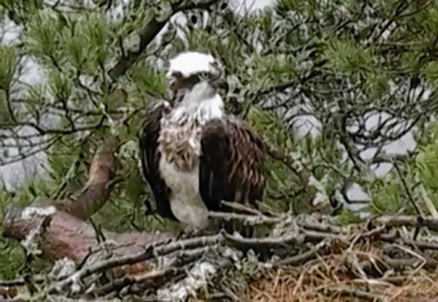 The new osprey at the Loch of the Lowes nest