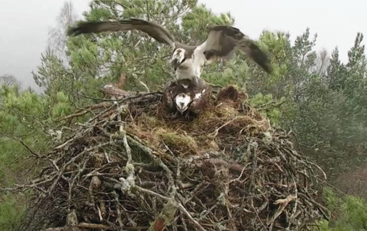 The new osprey at the Loch of the Lowes nest