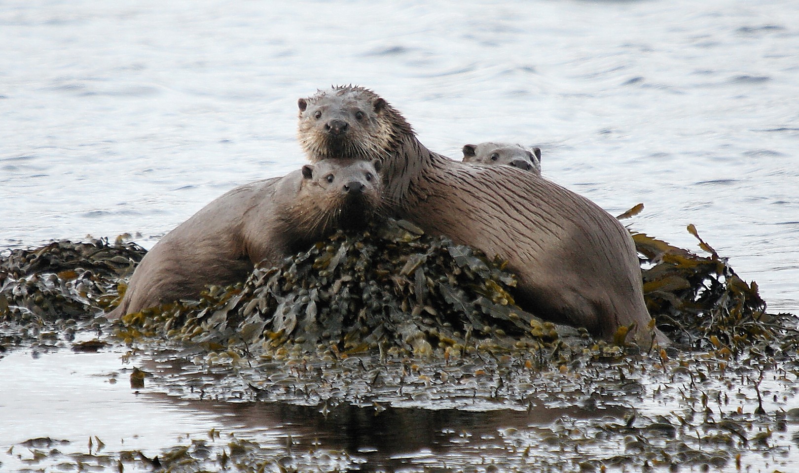 Otter traps found