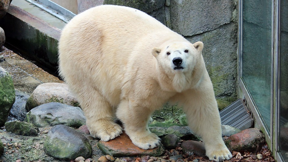 Victoria the polar bear is set to enter her new enclosure for the first time (Highland Wildlife Park/PA Wire)