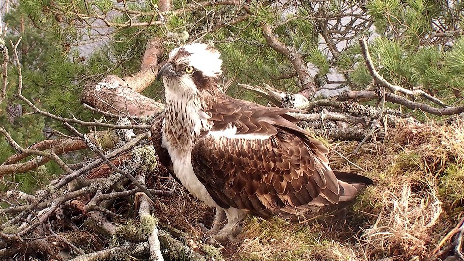 Fears had been raised over wildlife in the Strathallan area but the RSPB have given T in the Park the thumbs up