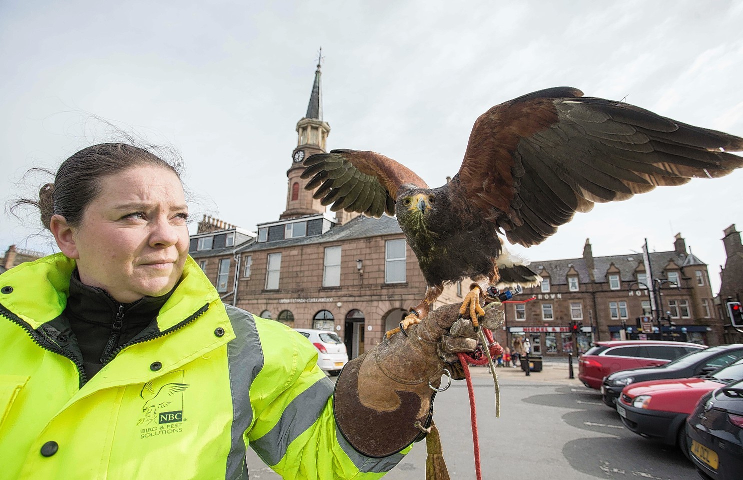One of the hawks brought in to scare off gulls in Aberdeenshire towns