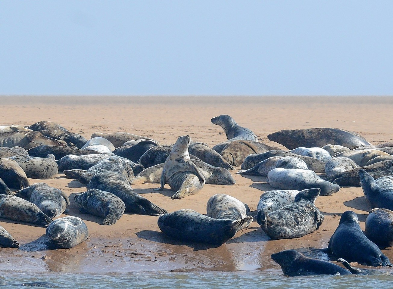 Seals' hearing could be damaged by the construction work