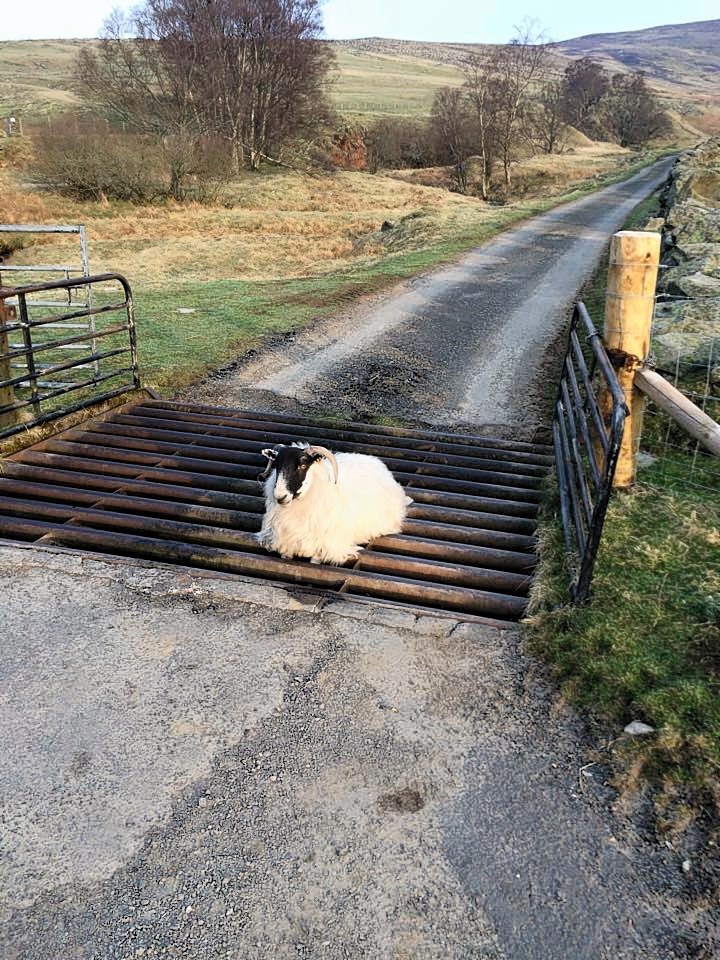 Not quite sure how this sheep got as far as it did over this cattle grid near Brechin... The photo has been shared over 1,000 times on social media since being posted