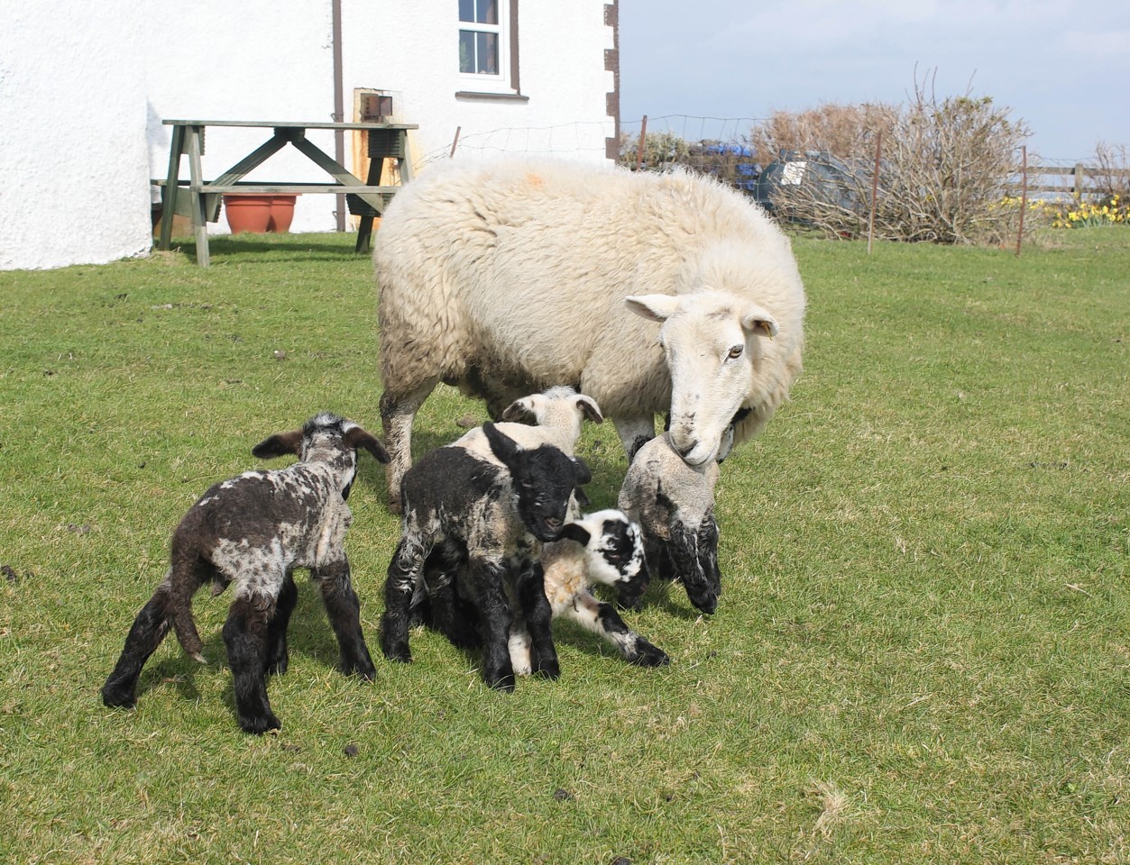 A sheep has beaten one in a million odds to give birth to five healthy lambs