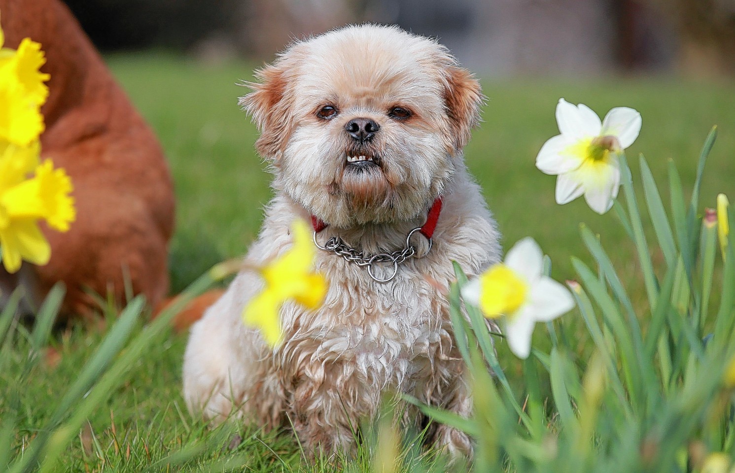 Wilson the dog rests by some daffodils after going for a long walk on a warms springs day