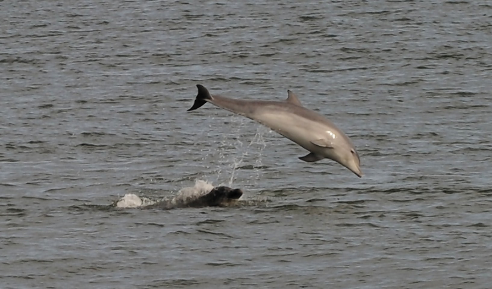 Dolphins at Torry Battery