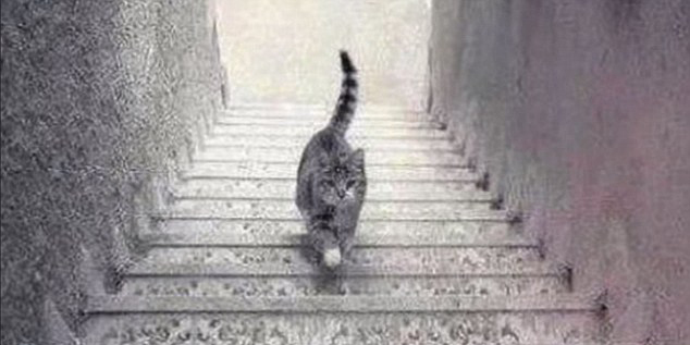 Is the cat coming up or down the staircase?