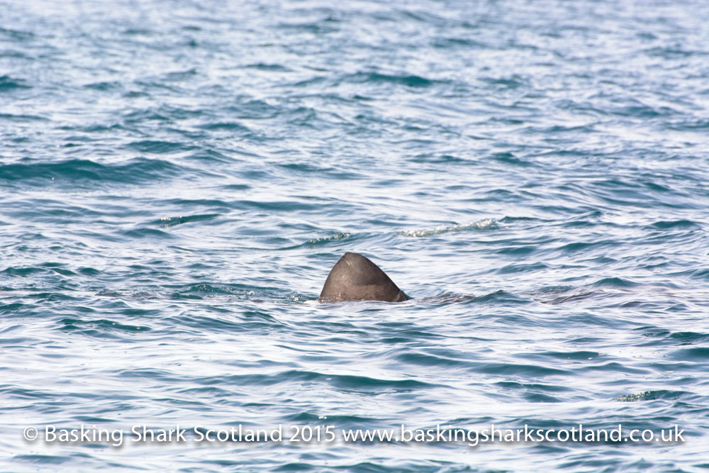 FIrst basking shark to be seen in Scottish waters this year