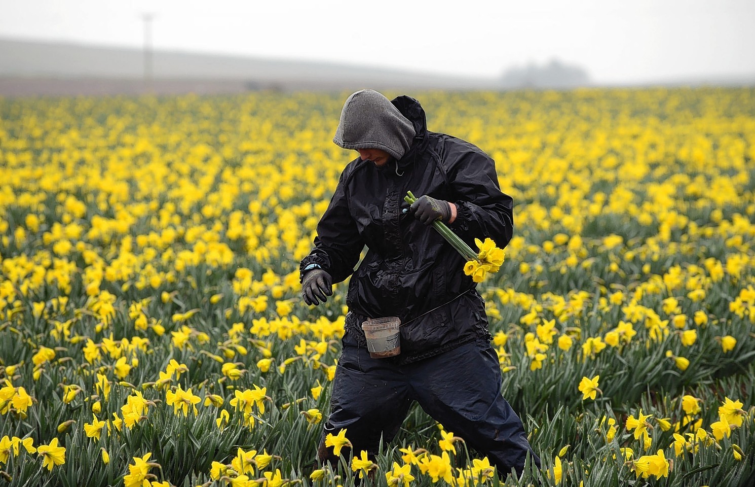Daffodil fields in Aberdeenshire