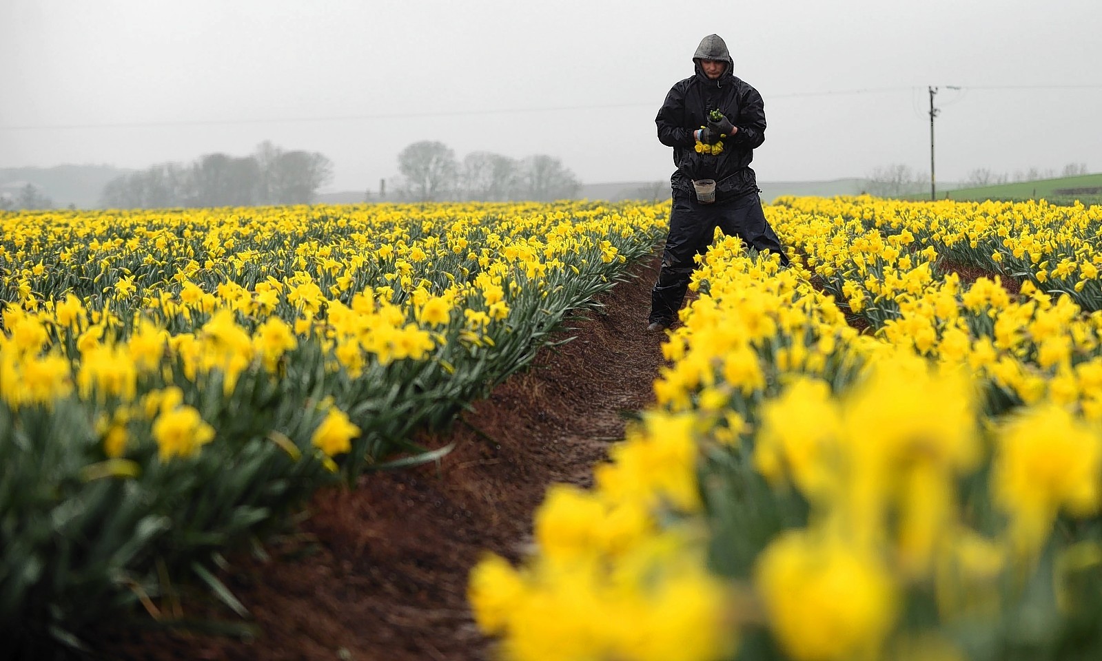 Daffodil fields in Aberdeenshire