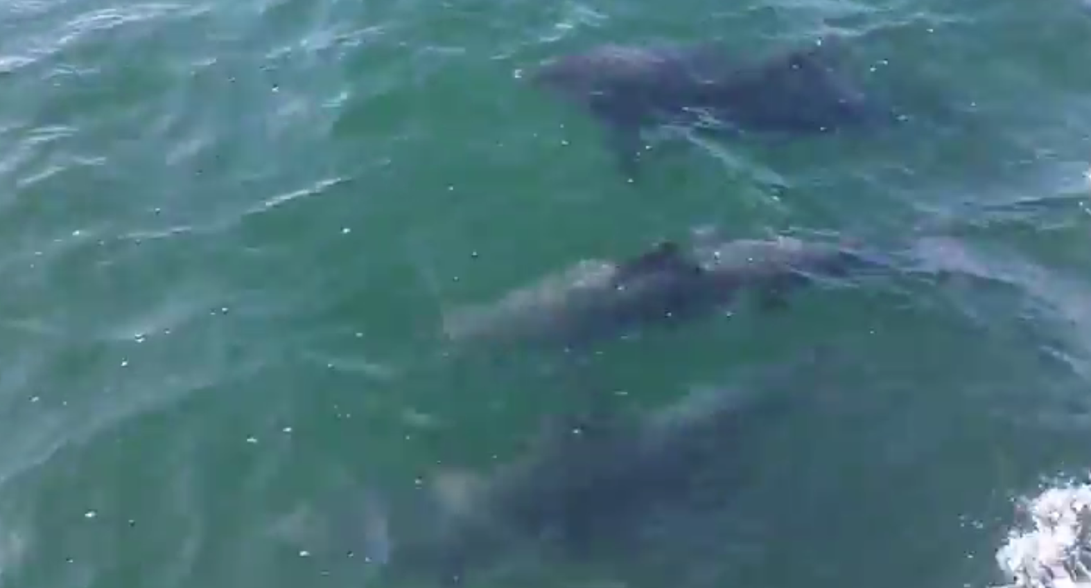 Dolphins in Aberdeen Bay