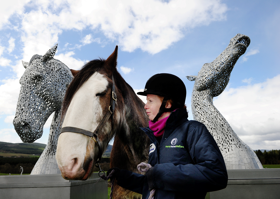 Jude Anderson with Digger the Clydesdale  and the kelpies