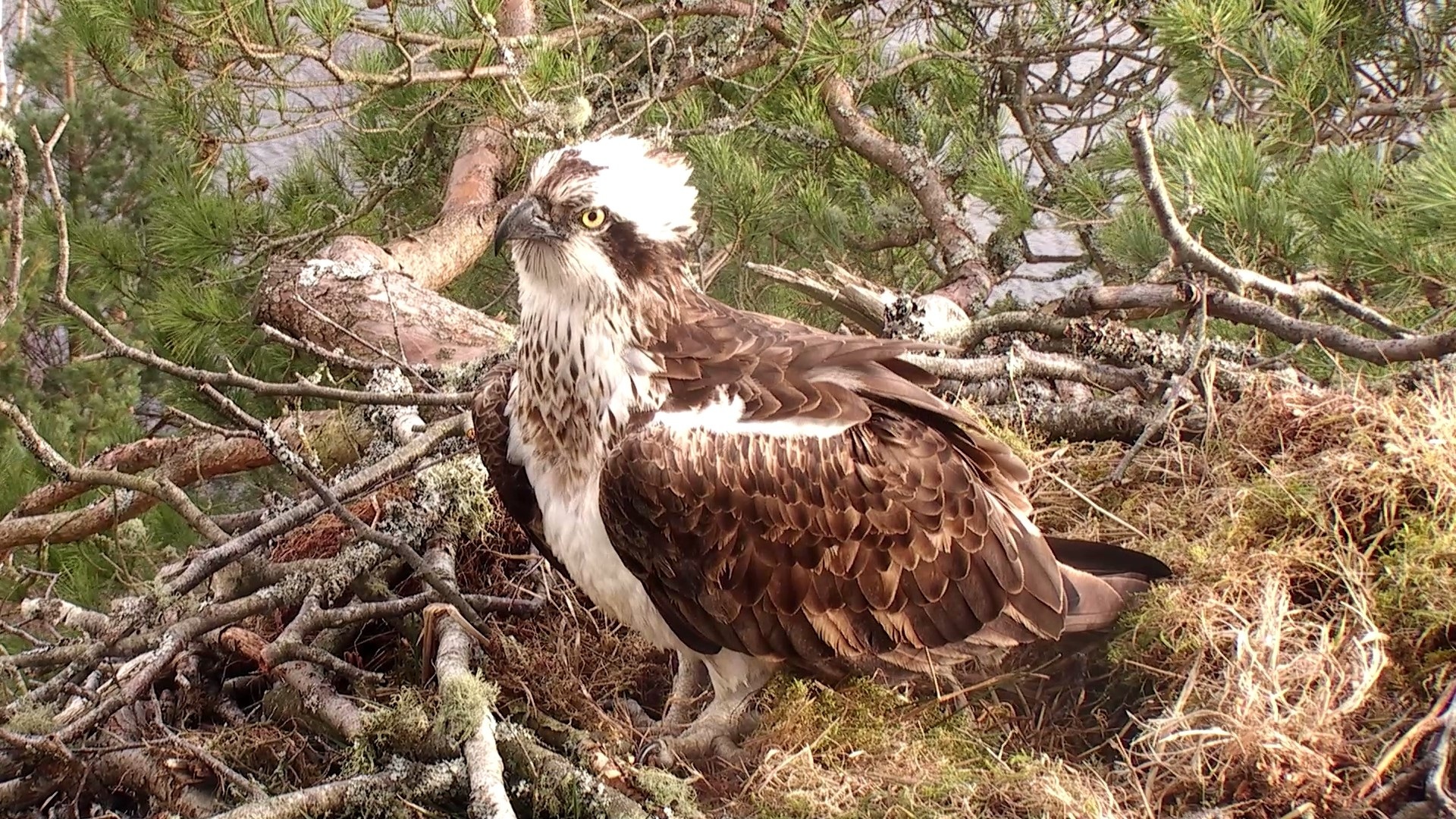 The new female osprey