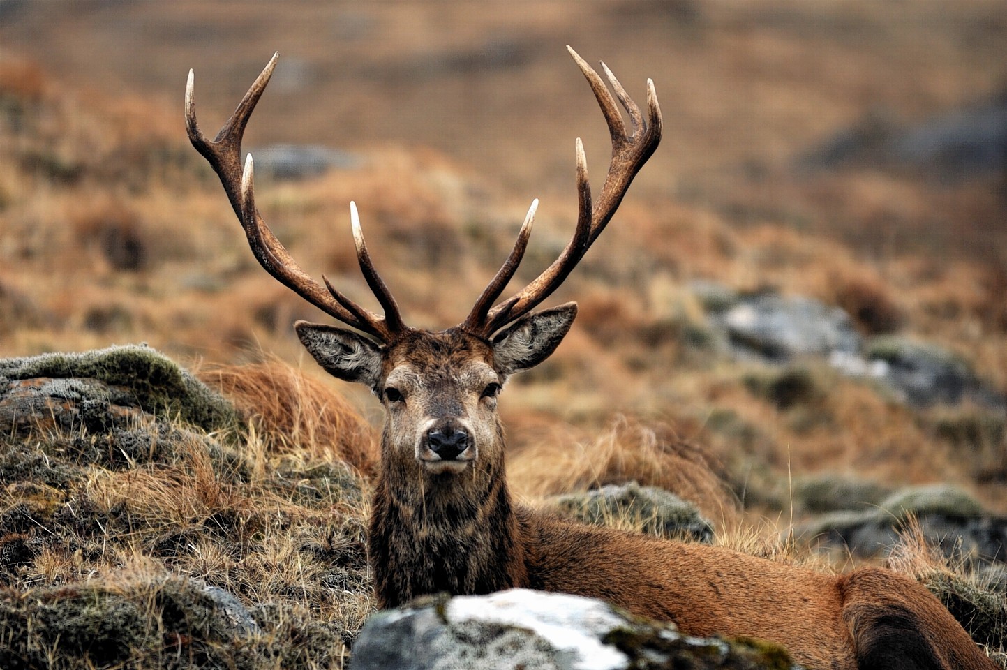 A red deer stag in the Highlands