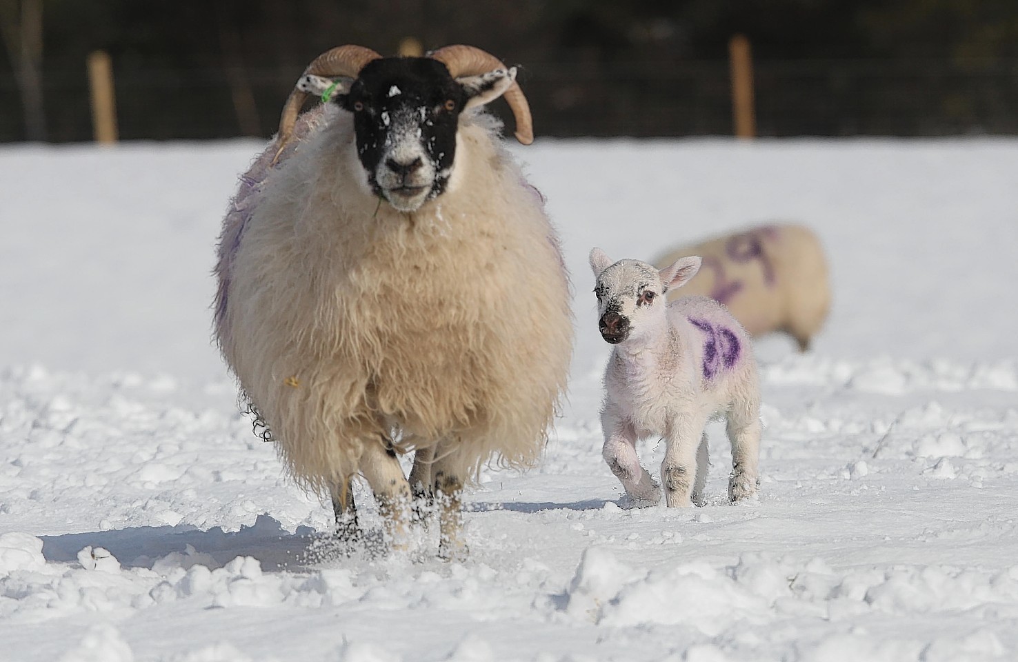 Lambs in the snow at a farm near Inverness. Photo by Peter Jolly 