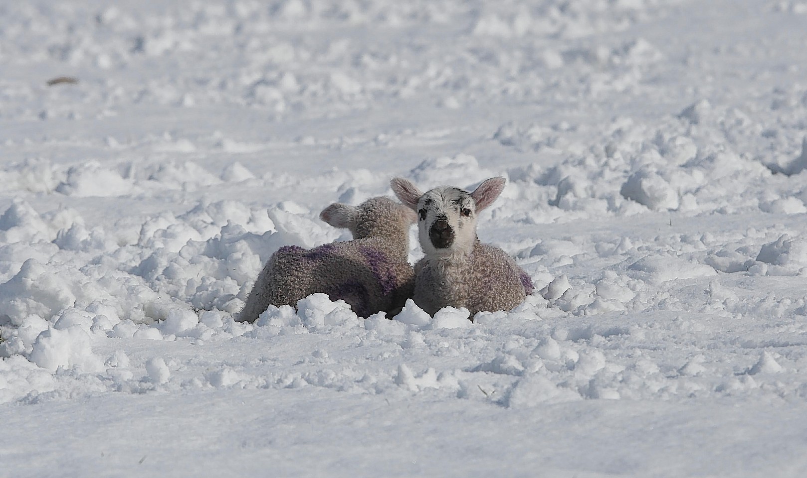 Lambs in the snow at a farm near Inverness. Photo by Peter Jolly