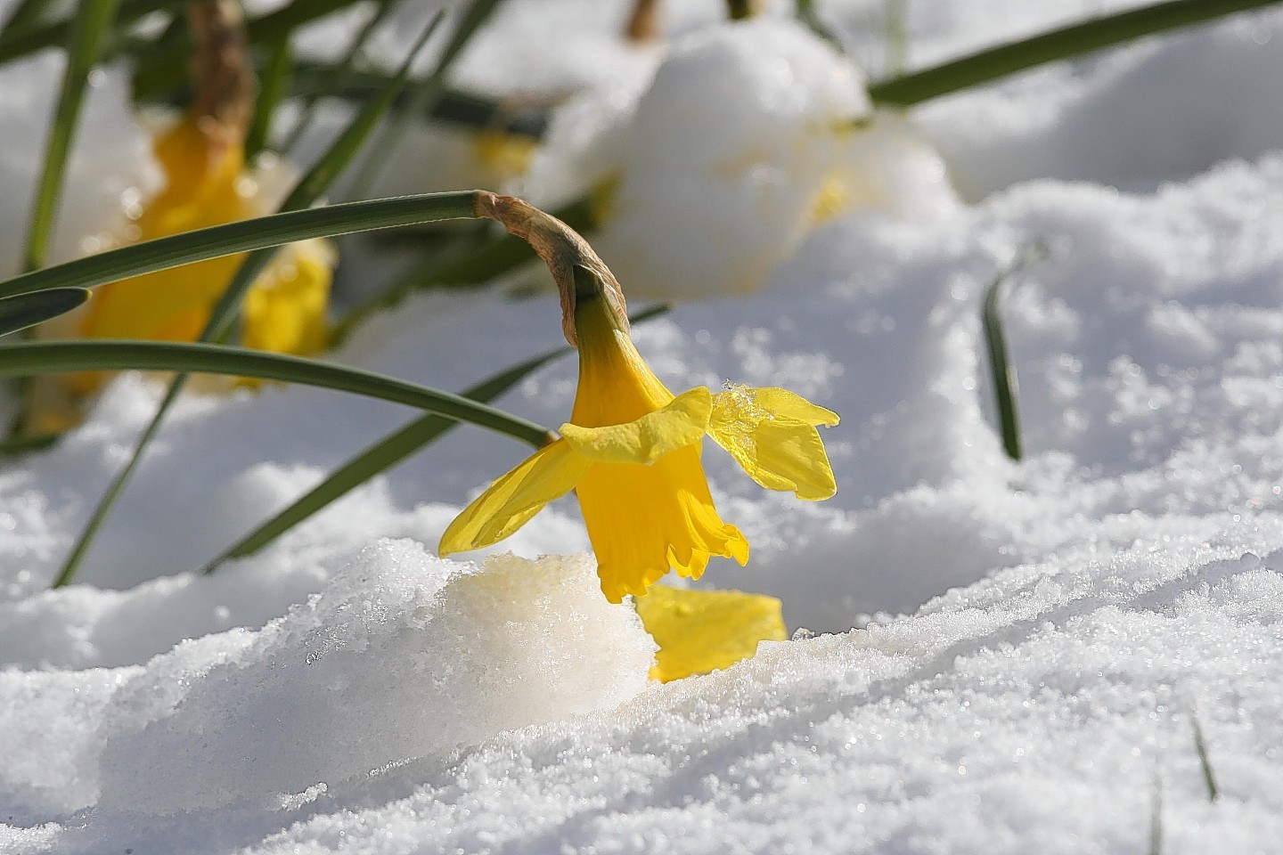 A daffodil in the snow. Photo by Peter Jolly 