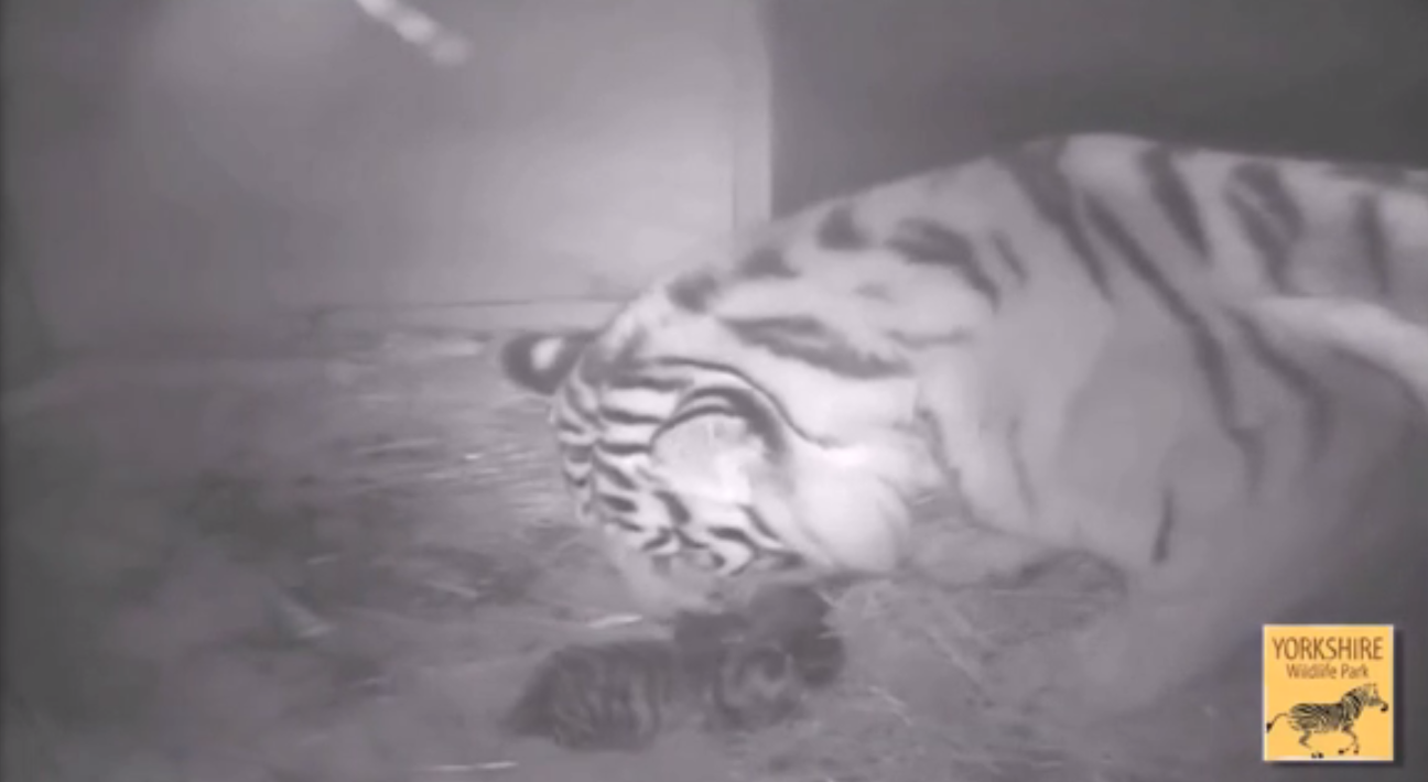 The adorable moment was captured on CCTV