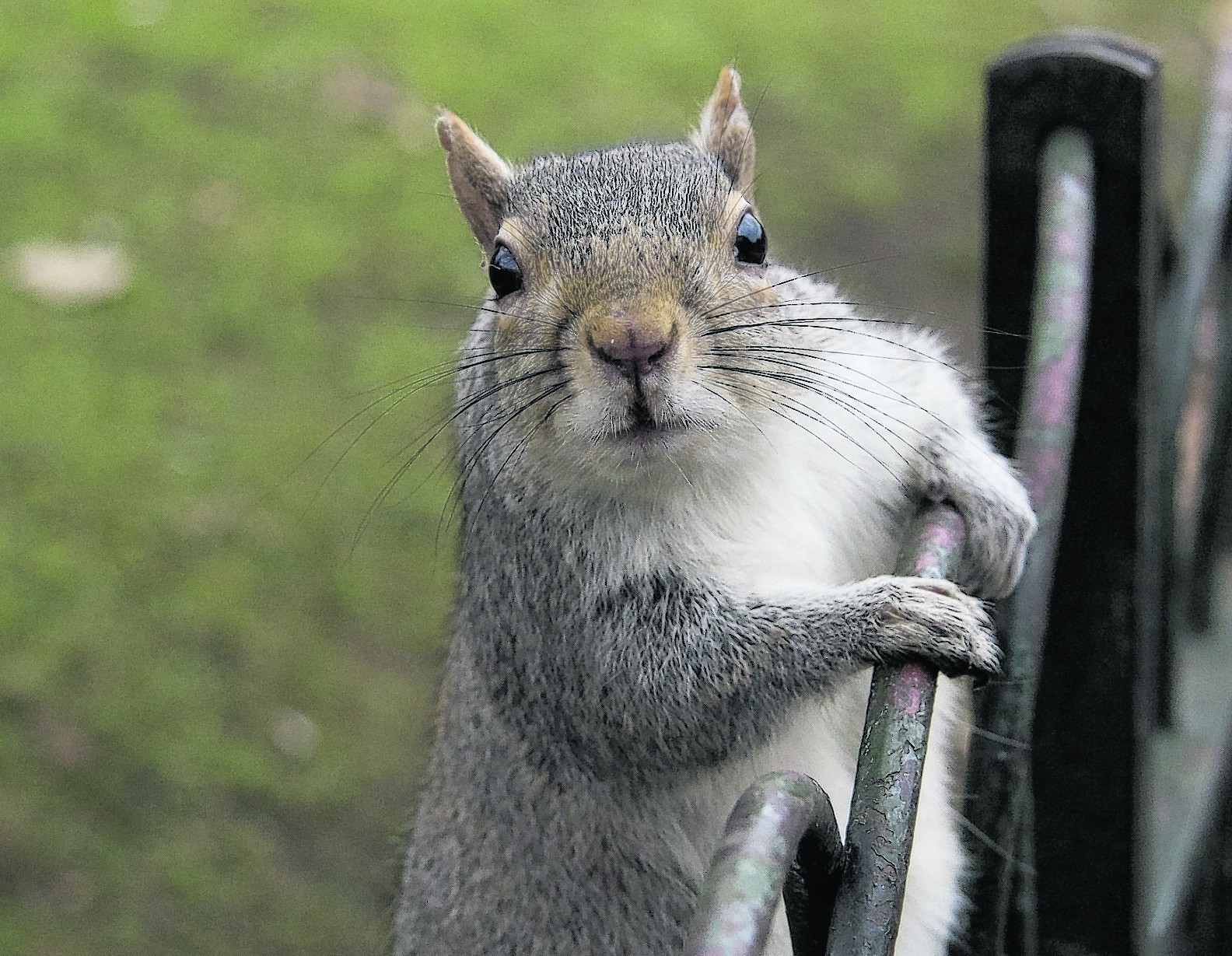 Grey squirrels