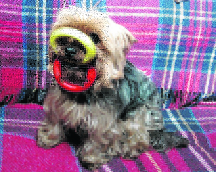 Brodie the Yorkie lives with Don and Kath McLaren in Cradlehall, Inverness.