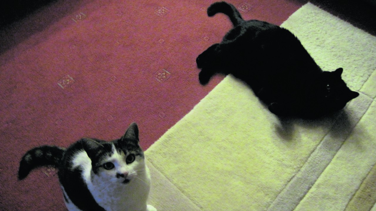 Here are Cleo and Cara in front of the fire. They live with Iain and Sandra Paterson in Fochabers.