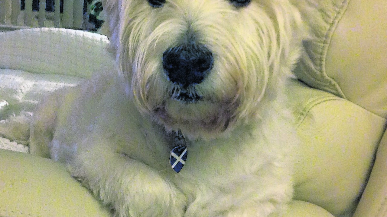 This is Rhuirdh the westie, who thinks the settee is all his. He lives with Helen Fraser in Culloden.