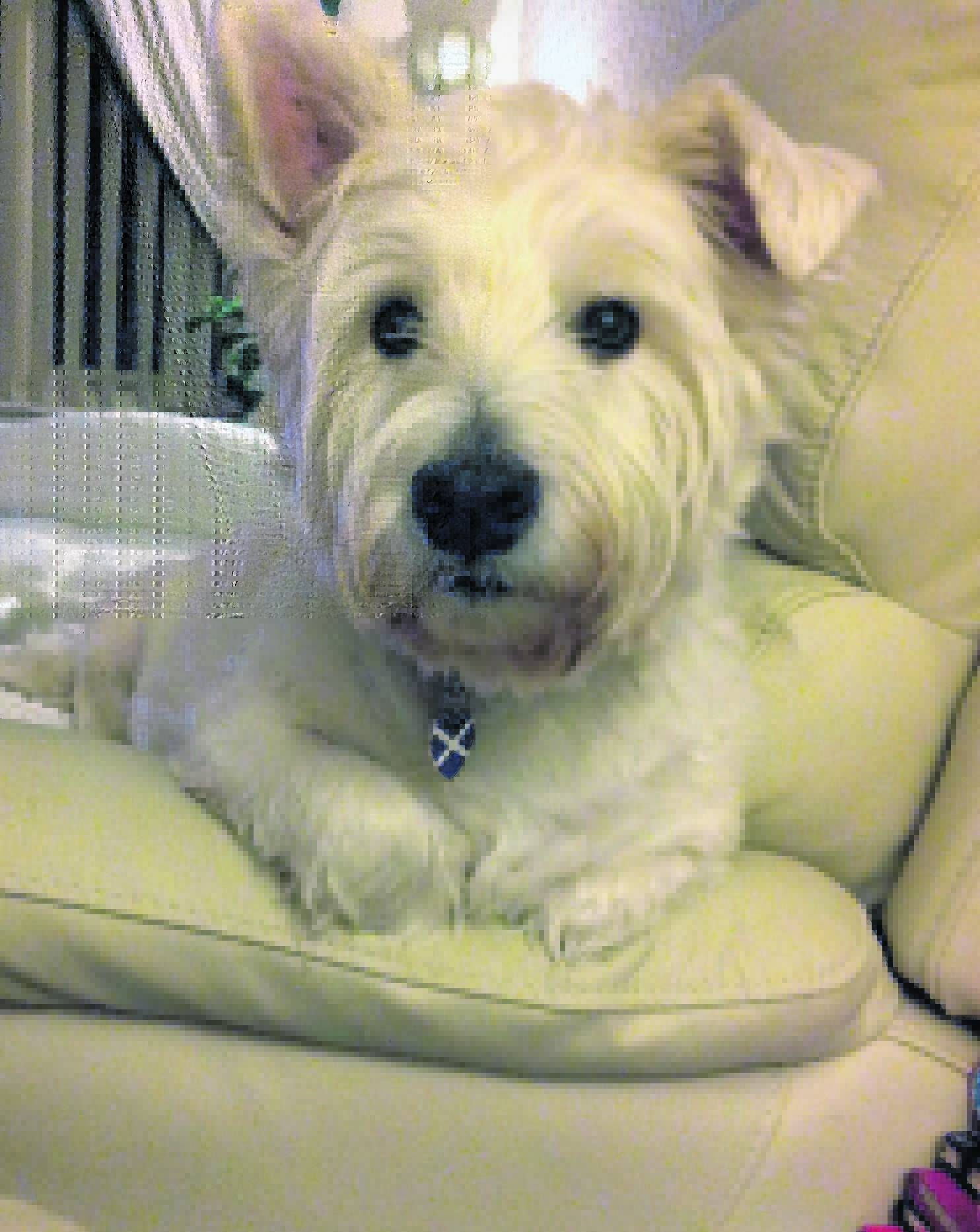 This is Rhuirdh the westie, who thinks the settee is all his. He lives with Helen Fraser in Culloden.