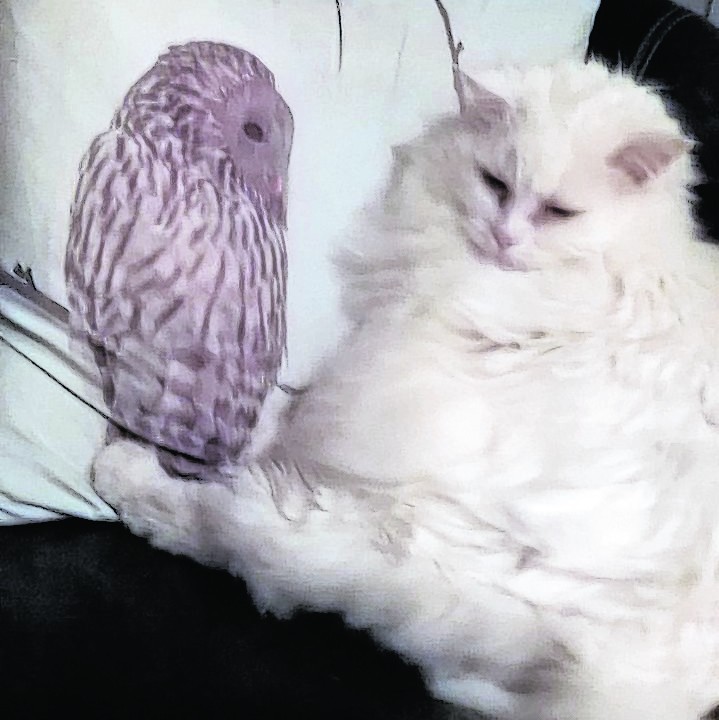 The Owl and the Pussycat  –  Smudge at the home of Shirley Davidson, Park Road, Cults, Aberdeen.