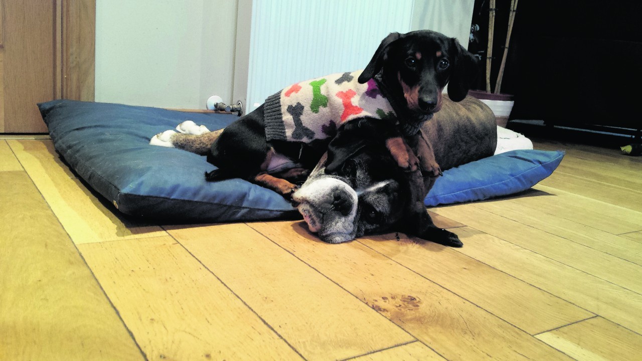 Bentley the dachshund giving Duke the boxer no peace at all. They live with Sheena Mackay in Inchrory, Beauly.
