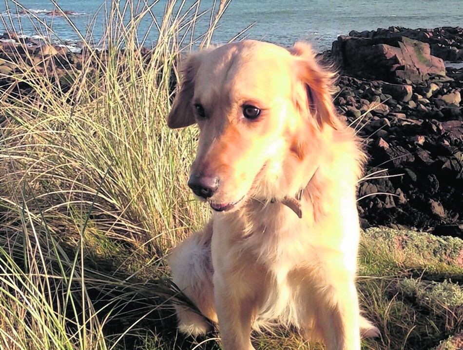 Here is golden retriever Fergus Murray who lives with the Donaldson family at St Fergus having a grand day out at the beach at Buchanhaven.