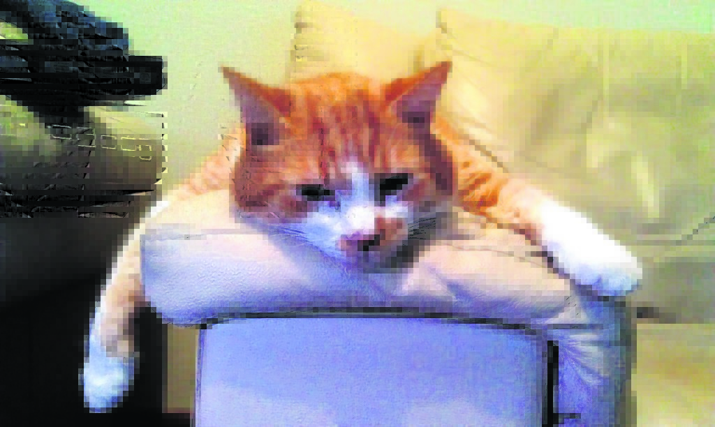 This is George the ginger Tom who belongs to Bob Hemphill from Stonehaven. George loves to chill out on the arm of Bob’s settee.