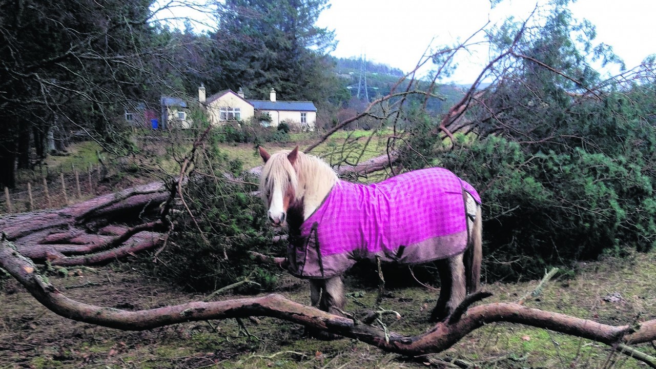 Chester checking out the fallen trees in his field after a storm. Chester lives in Gledfield, with the Bow family