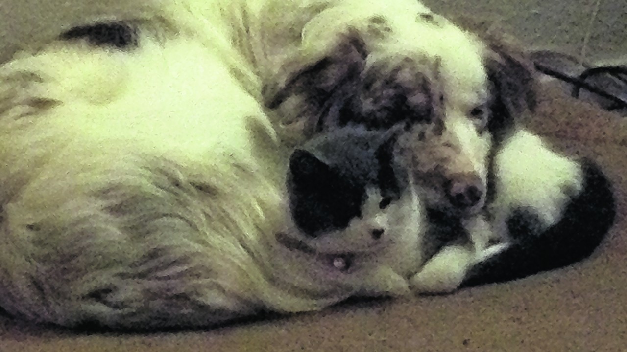 Luna the border collie and Lola the kitten sleeping in each other’s bosie. 
Sadly Luna left for rainbow bridge earlier this year. She is loved and missed by Joanne and Alex in Alford.