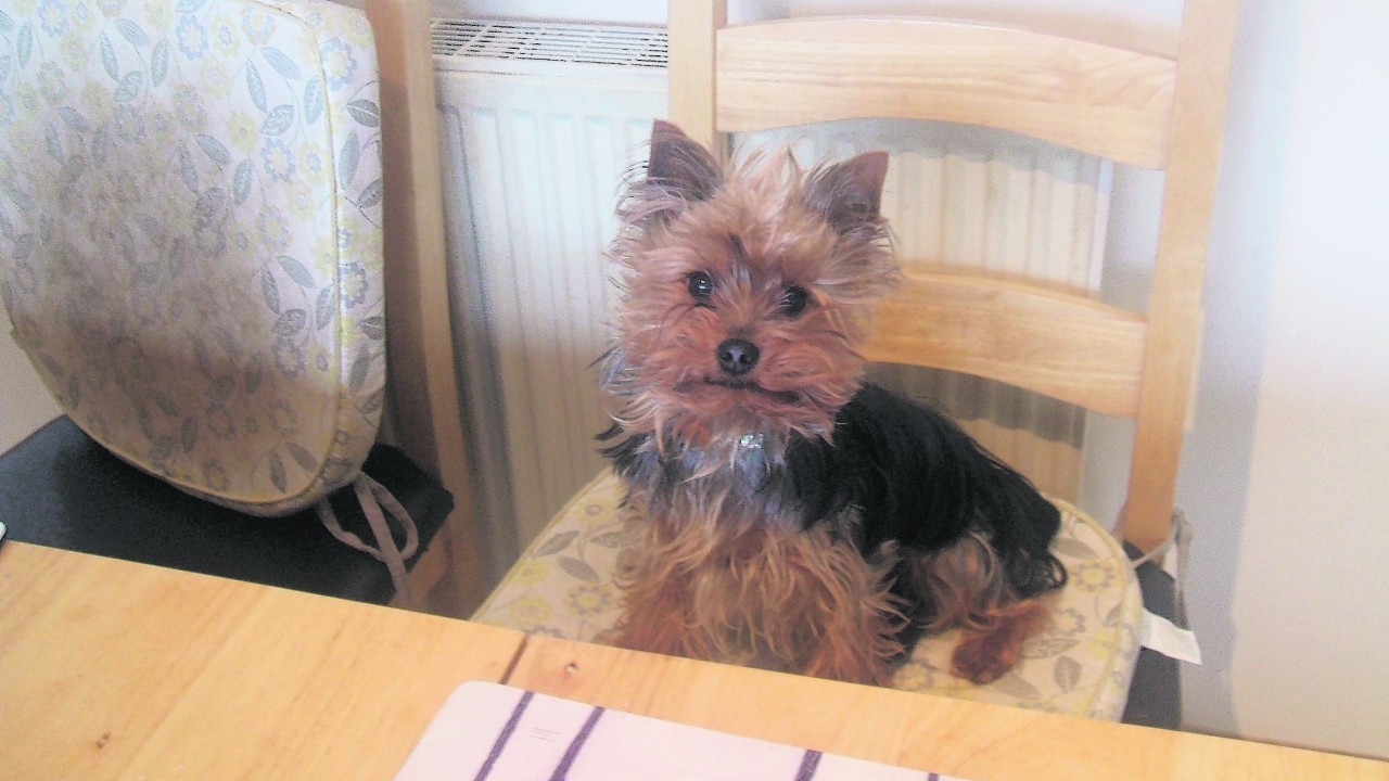 Olivia just finished breakfast. She lives with Maureen McNeill at Newfield, Auchleuchries, Ellon.