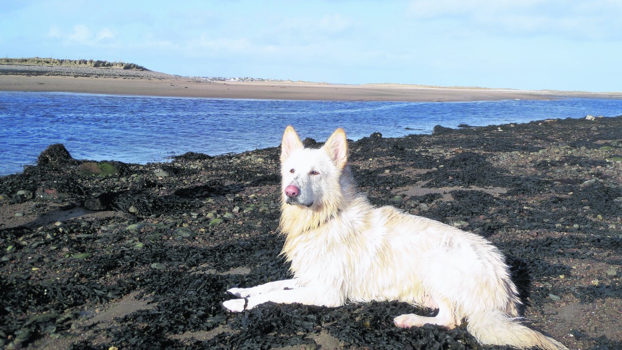 Yogi is a white German Shepherd and lives with Debbie Bremner in Stornoway, Lewis. Yogi is our canvas winner this week.