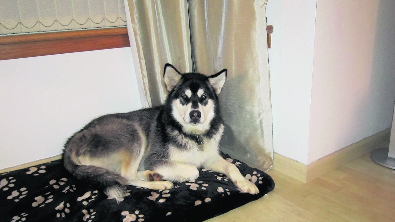 Jaxx the Alaskan Malamute lives with Lee, Clair and Sophie Muir in Newtonhill.