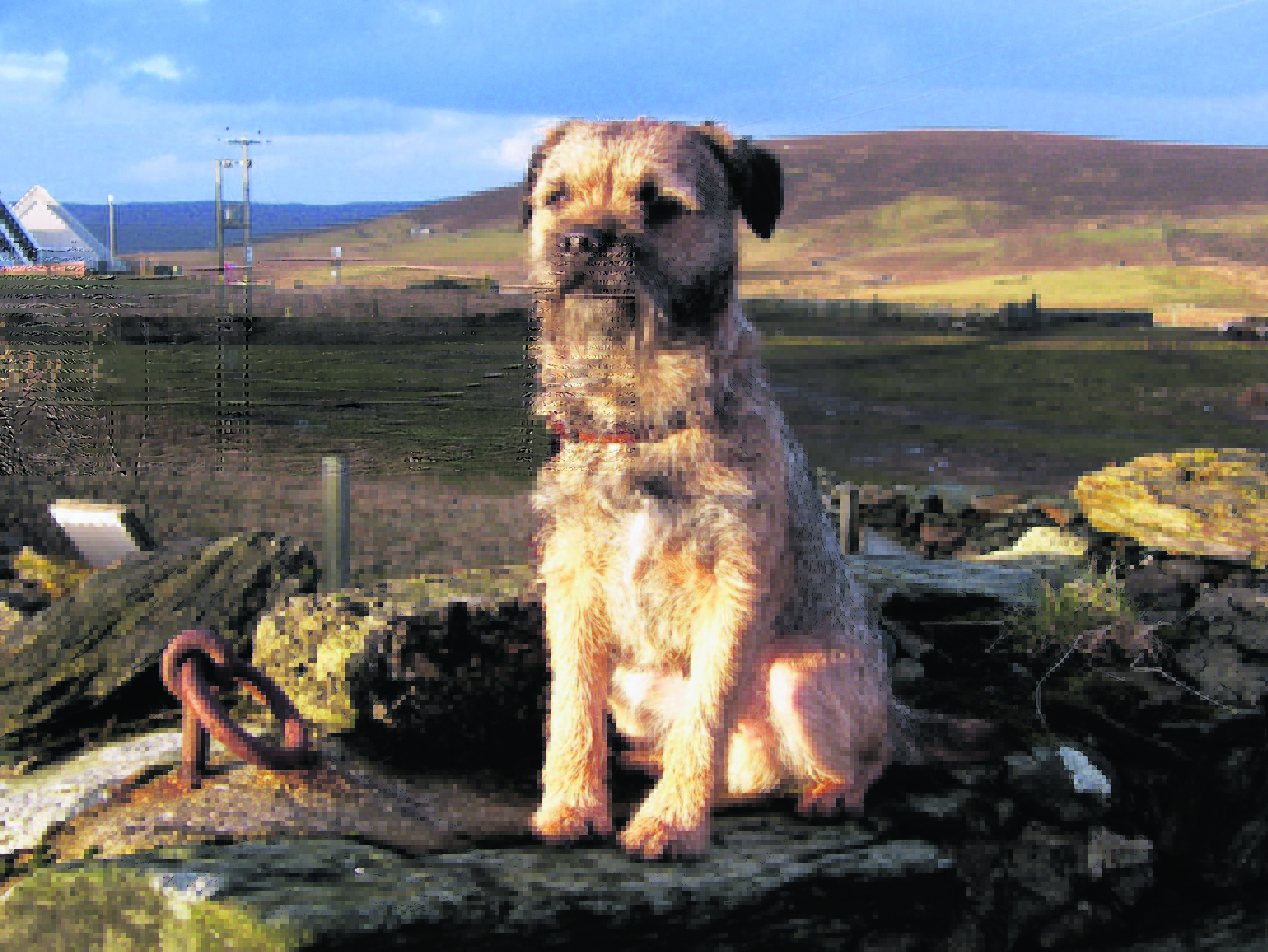 This is Kosbie, the three year old border terrier. He was born in Shetland and lives with the Cerasale family in Norwick, the northernmost part of Unst.