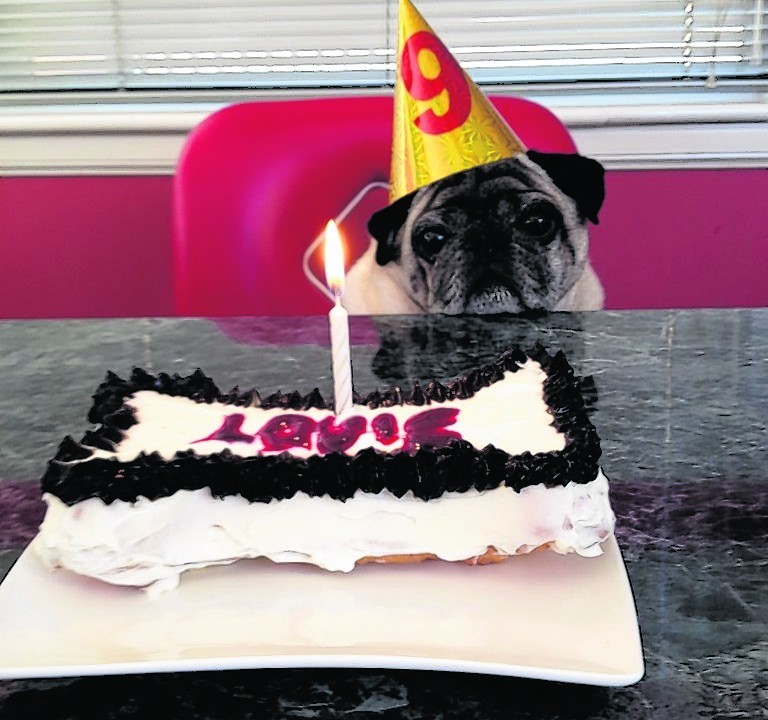 Louie the Pug celebrating his 9th birthday, waiting for his cake to be sliced. Louie lives with Emma Coutts of Aberdeen.