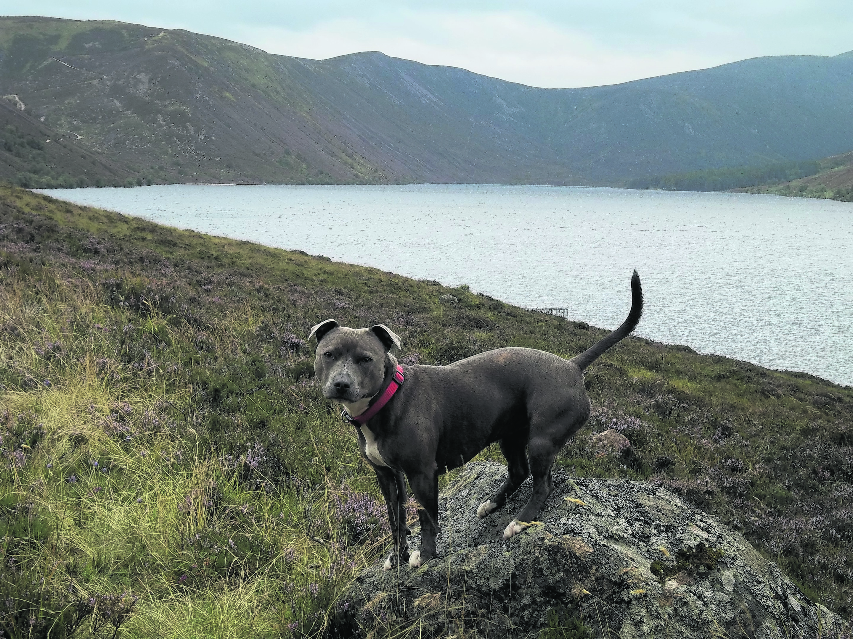 Blue is a two year old staffie who lives in Insch with the Robertson Family. This is her on the start of the walk around Loch Muick.