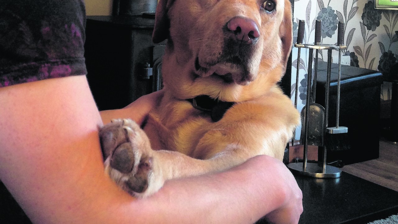 This is Louie the Labrador who lives with Allan and Lippy Ross in Bonar Bridge.