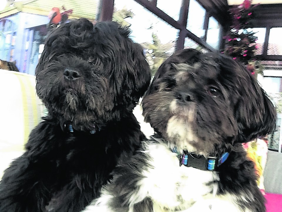This is Murphy and Alfie. They live in St Fergus with Irene and Rodger Morrison.