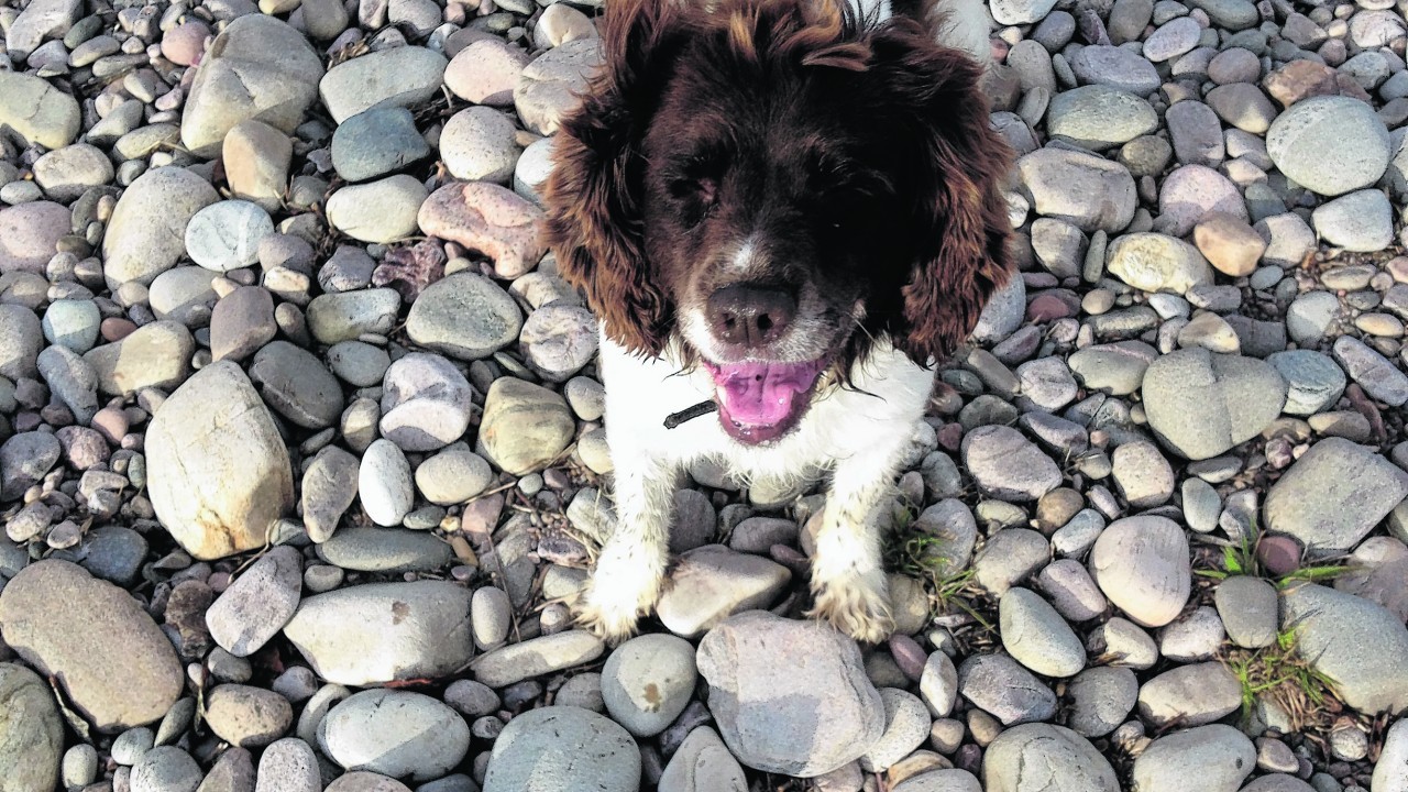 This is Scooby at Spey bay. Scooby lives with Debbie and Gavin Coutts in Banchory.