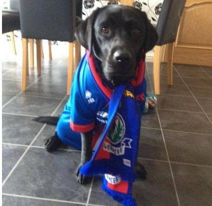 Theis adorable black lab lends its support to Inverness Caledonian Thistle