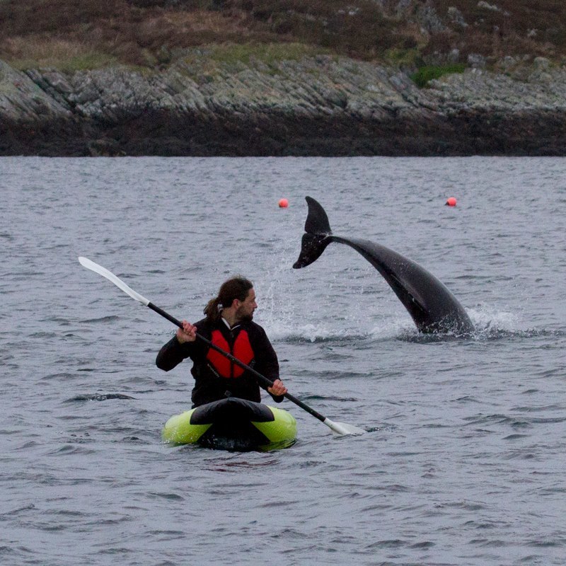 VIDEO: Dolphins swim and play with kayakers near Scottish ...