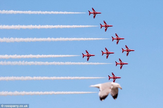 The gull is ready for take off