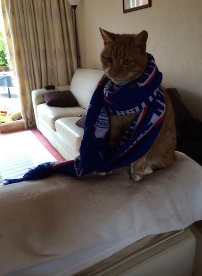Purrrrfect scarf for the final