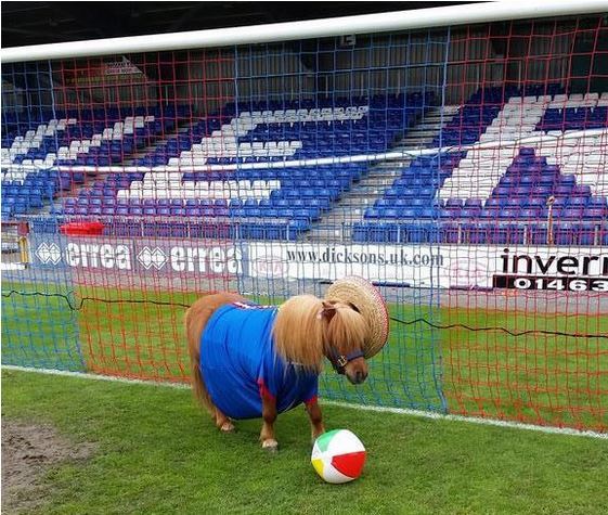 Inverness have a serious advantage over their opponents Falkirk, here is their new star signing striker Neigh-mar.