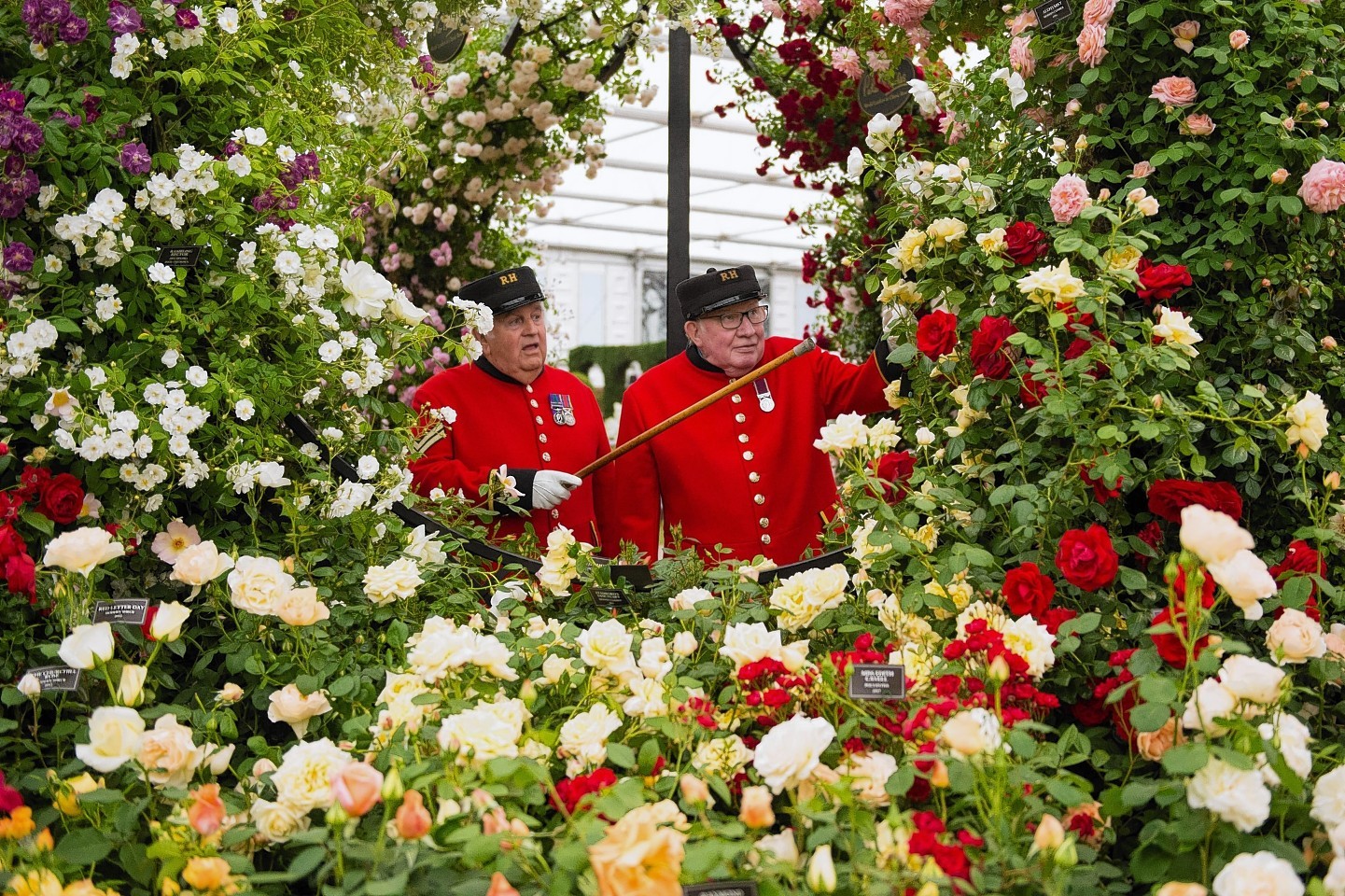 Chelsea Pensioners Tom Mullaney (left) and Sandy Sanders view a display of roses at the 2015 RHS Chelsea Flower Show at the Royal Chelsea Hospital, London. 